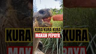 Kura Kura Raksasa Makan Semangka 🐢 lucu animals [upl. by Haissem956]