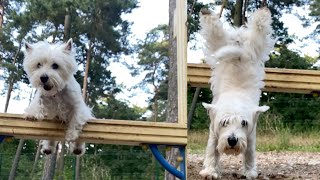 Westie Dog Dramatic Jump [upl. by Ilsa]