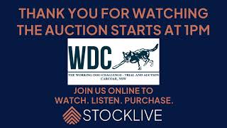 WDC Working Dog Auction  Pre Works [upl. by Suertemed]