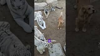 Le Petit Chien qui a Élevé des Tigres shorts chien tigres goldenretriever [upl. by Ahselet]