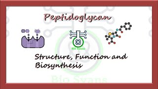 Peptidoglycan Structure Biosynthesis and Function microbiology  English amp Hindi [upl. by Eidnalem145]