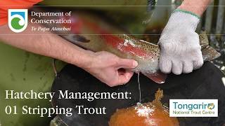 Trout hatchery management Trout stripping [upl. by Elatia]