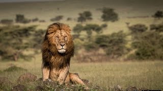 Masai Mara and Olare Motorogi Conservancy with Gamewatchers Safaris HD [upl. by Haroun722]