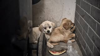 The two puppies abandoned by the trash can trembled and huddled for comfort to overcome their fear [upl. by Durante]