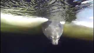 Field Season Starting Set To Weddell Seal Songs [upl. by Inohtna]