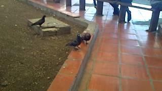 Birds In Speightstown Bus Terminal Barbados [upl. by Yaron290]