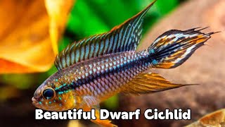 APISTOGRAMMA AGASSIZII  DWARF CICHLID [upl. by Liryc836]