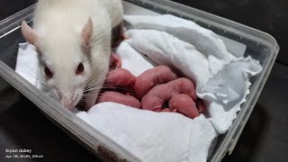 how to care for baby rat [upl. by Nesnar791]