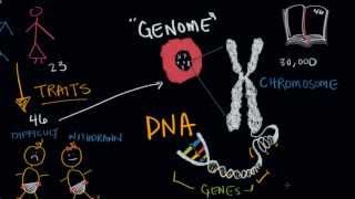 Genes temperament and heredity [upl. by Kaitlin]