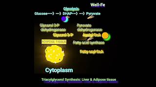 Synthesis of Triacylglycerol Fat Metabolism Made Easy [upl. by Sirk]