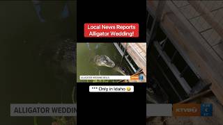 Local News Reports Alligator Wedding Only in Idaho 😂🐊 shorts alligator [upl. by Harima]