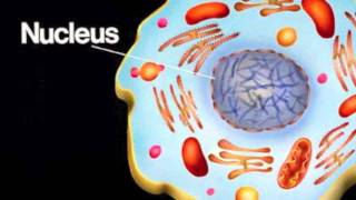 Biology SongTranscription and Protein Synthesis [upl. by Rodrique]