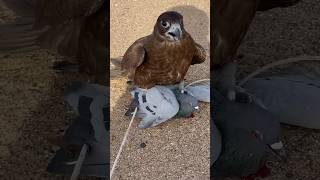 Falcon Hunting birds falcons wildlife shorts [upl. by Nolyak]