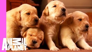 Growing Up Golden Golden Retriever Puppies  Too Cute [upl. by Enajharas]