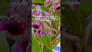 Vanda Tricolor var suavis sp TN Gunung Merapi vandatricolorvarsuavis vandatricolor short fyp [upl. by Assilac632]