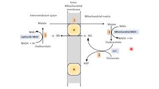 Malate Aspartate Shuttle  Biological Oxidation  Electron Transport Chain ETC  Biochemistry [upl. by Christiana900]