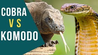 Dragão de Komodo vs Cobra [upl. by Philender651]