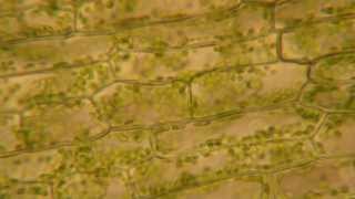 Cytoplasmic Streaming in Elodea [upl. by Gabbert]