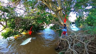 O pé de fruta na beira do rio só trouxe gigante Pescaria caipira no jamelão [upl. by Pinckney]