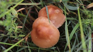 Marasmius oreades  Опенок луговой [upl. by Ulrich]