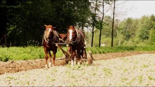 Przodek Konny Tuchów [upl. by Laval]