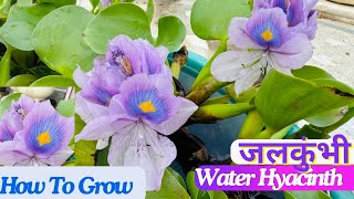 जलकुंभीWater Hyacinth  How To Grow and Care Jalkumbhi jalkumbhi waterhyacinth aquatic plants [upl. by Mosier]