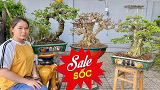 Xả Hữu Nghị 89 0939700449 Thúy An có nhiều loại bonsai như Chiếu Thuỷ Linh Sam Khế Ổi Me Siro [upl. by Mcdougall]