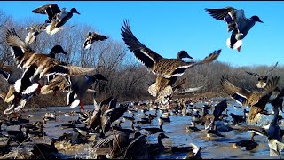 MALLARDS PINTAILS WHITE FRONTS CANADA GEESE WATER FOWL FEEDING RIVER OXBOW MARSH HAWK [upl. by Selyn]