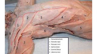 cat chest and arm muscles  Lepore [upl. by Abebi294]