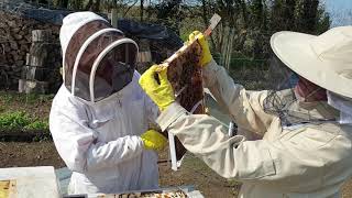 Treatment free quotLetalonequot Beekeeping in a ZEST insulated hive  Spring inspection [upl. by Senilec]