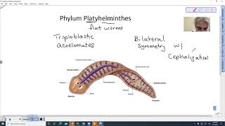 Platyhelminthes Introduction [upl. by Anayi533]