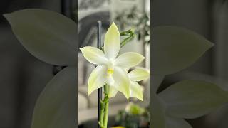 Phalaenopsis tetraspis green [upl. by Ddahc]