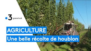 Agriculture  une récolte de houblon prometteuse [upl. by Avan]