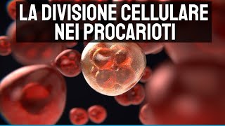 La divisione cellulare nei procarioti 🔬 [upl. by Modeerf]