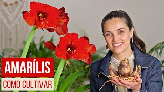 TUDO sobre o AMARILIS 🌸 como CULTIVAR PLANTAR e espécies VARIADAS [upl. by Nnylsoj]