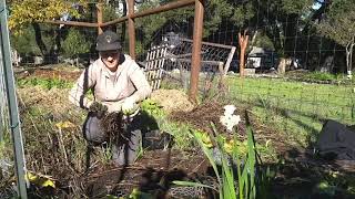 Harvesting Skirret and perennial root divisions [upl. by Akcinehs]