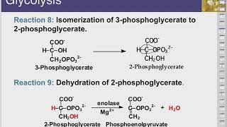 Chapter 28 Lecture  Specific Catabolic Pathways Carbohydrate Lipid and Protein Metabolism [upl. by Lothaire515]