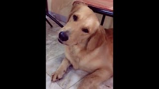 Dogs React to Different Sounds Tiktok Compilation shorts [upl. by Odlavso]