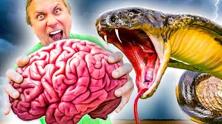 Veneno de Cobra Rey vs Tu Cerebro I Animales Salvajes [upl. by Steinway]