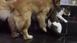 Golden Retriever Drags Cat Out Of A Fight [upl. by Ydwor]