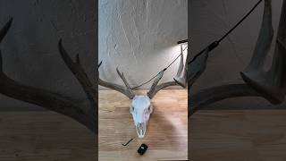 Mount Whitetail Antlers with Antler Tech [upl. by Nosam]