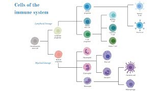 Cells of the Immune System Brittany Anderton [upl. by Akilam]