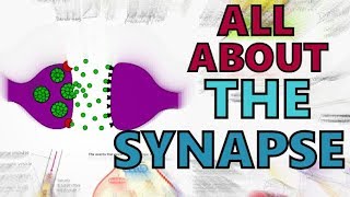 The Synapse  Function of the Synapse Explained  Synaptic Transmission  Types of Synapses [upl. by Soren]