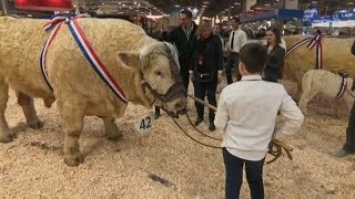 Salon de lagriculture 2019  la Bourgogne à l’honneur au concours de la race charolaise [upl. by Tergram]