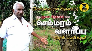 செம்மரம் வளர்ப்பு மற்றும் அதன் பயன்களும் semmaram valarpu [upl. by Munson433]