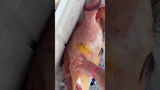 Sick one hogfish spearfish spearfishing downunder [upl. by Hamfurd865]