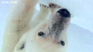 HD Wild Polar Bears Playing Football  Polar Bear Spy On The Ice Preview  BBC [upl. by Yracaz471]