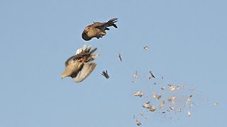 SĂĽper Ăśveyik AvÄ± 04 Dove hunting caza de tortugatortora [upl. by Adriana]