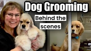 Dog Grooming Behind the Scenes Yorkie 4 Maltese2 full coat 3 Poodles Coton Morkie Papillon [upl. by Madelene]