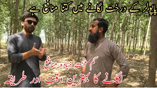 Poplar trees farming Tree farming in Pakistan Profitable farming IR FARMS [upl. by Brock]